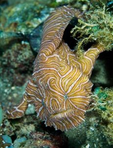 Psychedelic Frogfish