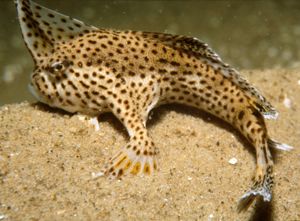 Spotted Handfish