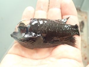 Barreleye